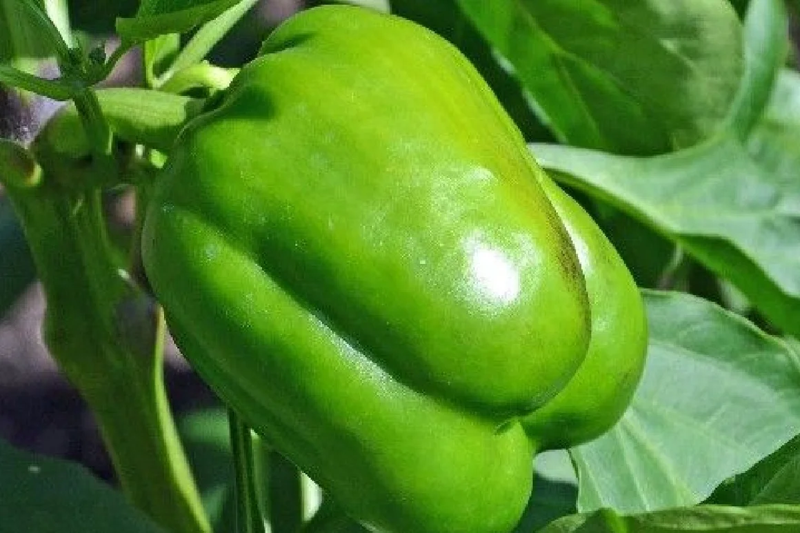 Grüne Paprika an Pflanze